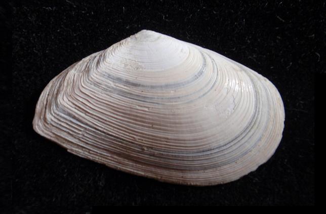 Tellina distorta ?? (Poli, 1791) Pliocene - Astigiano